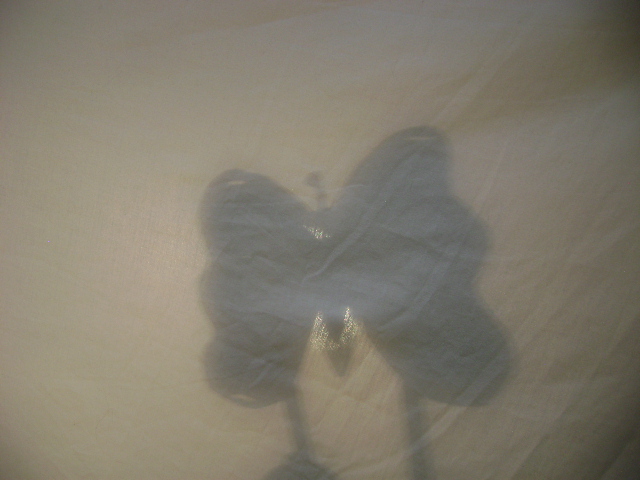 Vuela Mariposa 